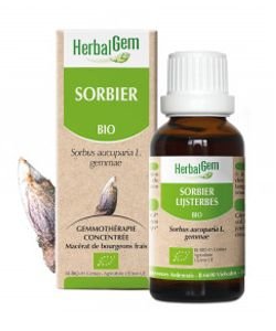 Sorbier (Sorbus aucuparia) bourgeon BIO, 15 ml